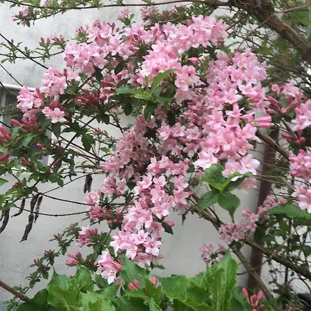 Lavender * Хевиз